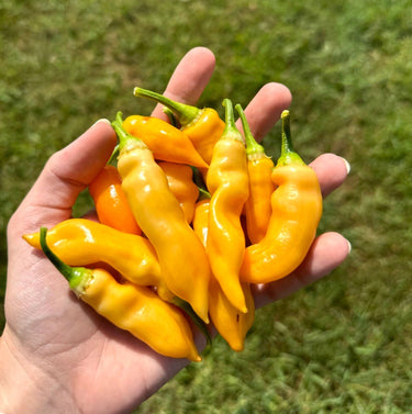 Sugar Rush Peach Pepper Seeds (Non - Isolated) - The Pepper Pantry (Formerly Marie Sharp's)